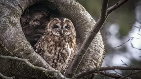 Carol Gadd A Tawny Owl looking out from a hollow in a tree trunk