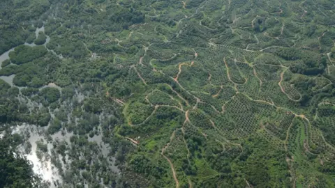 Marc Ancrenaz Roads and plantations fragment forest habitat in Borneo (c) Marc Ancrenaz