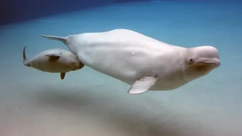 Getty Images Beluga whale with calf