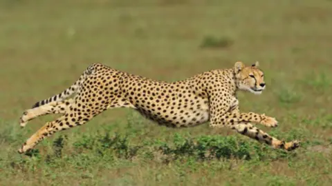Getty Images Cheetah running Serengeti
