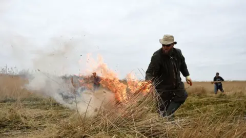 PA Reed cutter Lawrence Watts burns reed on the Norfolk Broads near Ranworth, Norfolk.