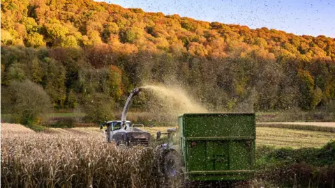 Getty Images Harvesting maize beside the river Wye in the Wye Valley,