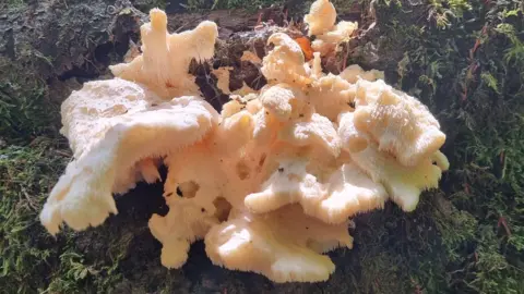 Chloe Newcomb Hodgetts Mushrooms