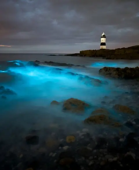 Llion Griffiths Photography Bioluminescence on Anglesey