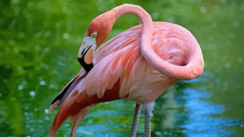 Getty Images A Mexican flamingo, pink, in water