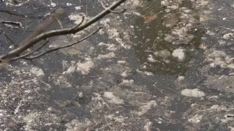 BBC Image showing brown and white lumps of matter floating in the Thames at Teddington