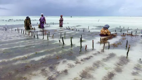 BBC Women farming seaweed