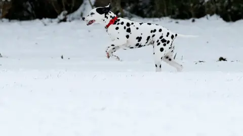 Reuters Spot the dog: A Dalmatian runs through the snow in Milton Keynes.