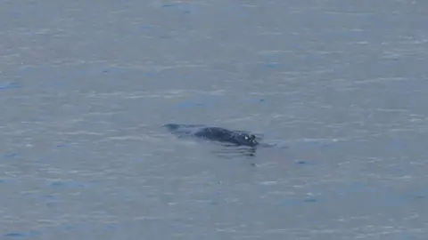 Tash Murch/Cornwall Wildlife Trust A humpback whale spotted off Cornwall's coast