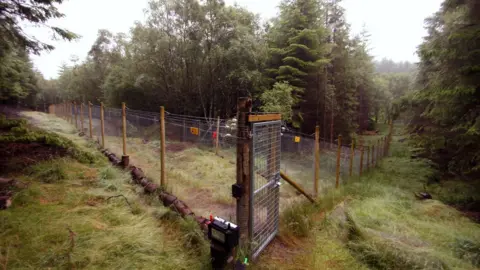 Steve Piper The Scottish wildcat kitten's fenced off enclosure