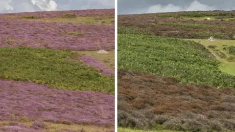 National Trust/PA Media The normally purple heather blooms (left) and the more recent brown plants (right)