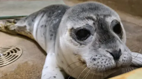 RSPCA Seal