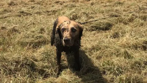 Bucks Fire Service Dog after being rescued