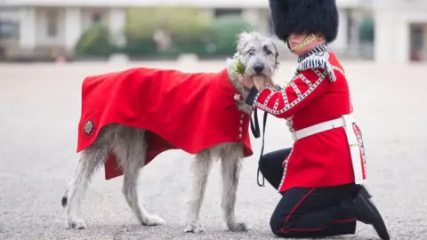 PA Media Irish Guards' new mascot, Irish Wolfhound Turlough Mor with his handler Drummer Adam Walsh at Wellington Barracks, London, before being presented with his shamrock ahead of the regiment's own private St Patrick's Day celebrations on Wednesday