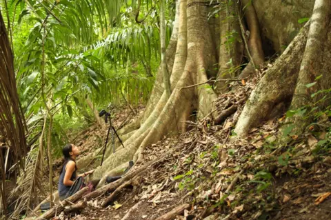 Michael Stifter Dr Fernandez recording babbling of wild Saccopteryx bilineata pups in their day-roost in Costa Rica