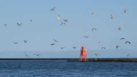 Nicholas Posner Birds flying over sea