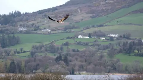 Cathal Mullane White-tailed eagles
