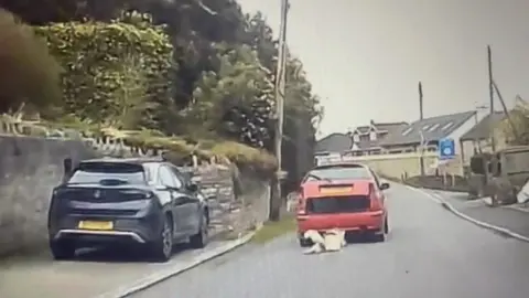 RSPCA The footage of Daisy