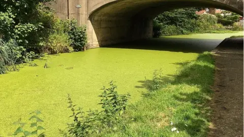 Canal & River Trust Duck weed covering canal