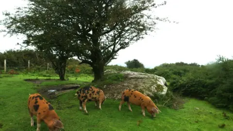 Cornwall Wildlife Trust The three pigs on Helman Tor