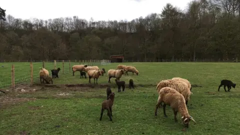 animals at dean castle country park