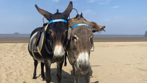 BBC Donkeys on the beach at Weston-super-Mare