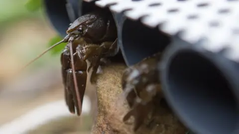 Environment Agency A white-clawed crayfish