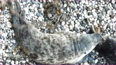 RSPCA seal lying on on pebbled breach