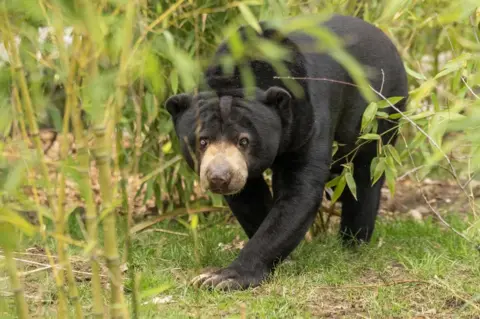 Paradise Wildlife Park Sun bear at Paradise Wildlife Park