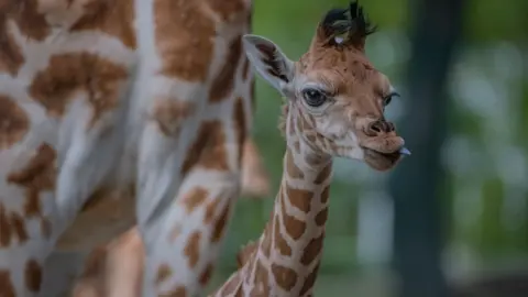 Chester Zoo Giraffe