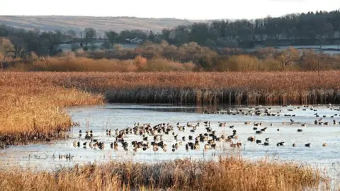 Jarrod Sneyd Wading birds and waterfowl on an area of water surrounded by reeds