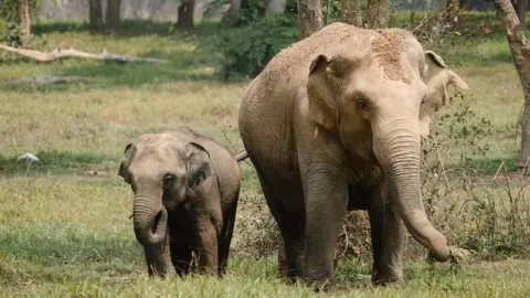 Longleat A baby elephant and its mum walking in grass