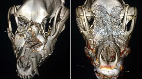 Scarsdale Vets Dog scan before and after surgery
