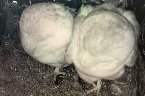 Somerset Wildlife Trust Barn owls