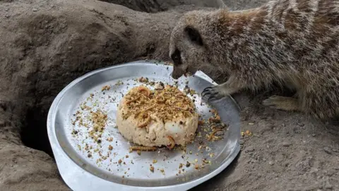 Lakeland Wildlife Oasis Holly with birthday meal of egg cake with worms