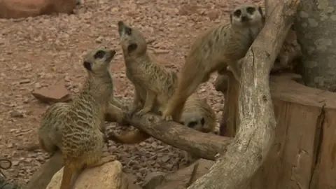 Meerkats