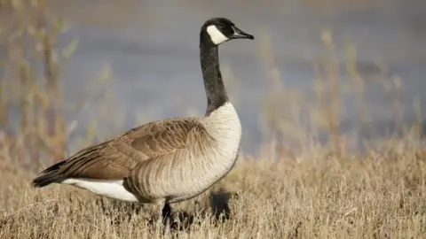 Getty Images Canada goose - generic