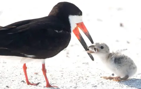 Karen Mason Black skimmer bird and chick on Florida beach
