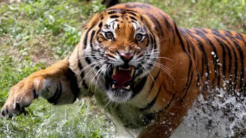 A Bengal tiger, who gave birth to four cubs, is seen at Guadalajara Zoo, Jalisco state, Mexico, on 5 October 2021