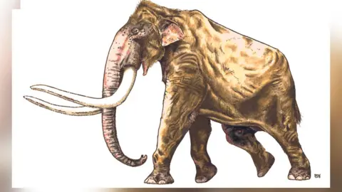 Dr David M.G. Waterhouse Artist's impression of West Runton mammoth