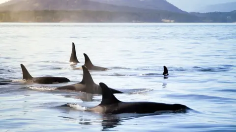 Getty Images Killer whales in the wild