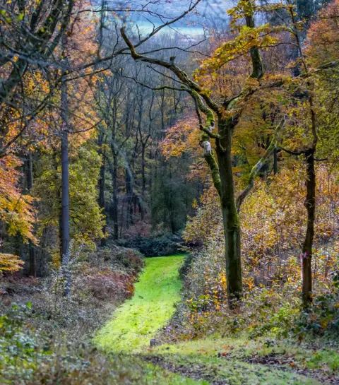 Anthony P Morris Wytham Woods