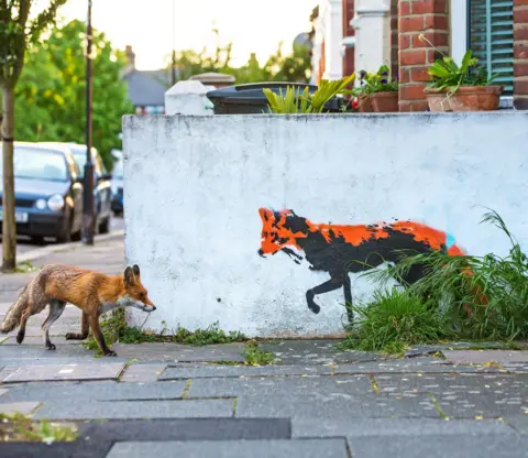 Matthew Maran Urban fox