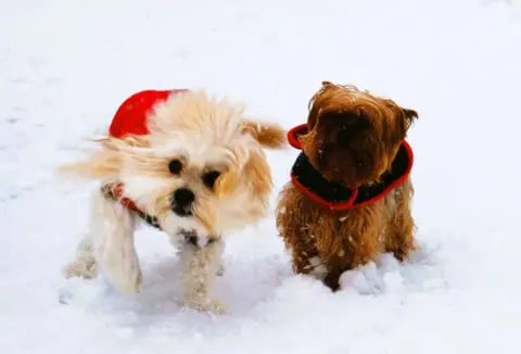 Pavlina Gavrilova Two dogs in the snow