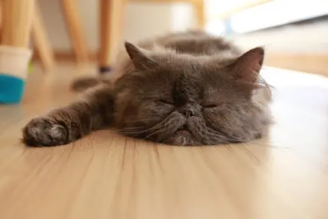 Getty Images Sleeping Persian cat