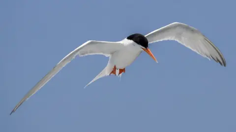 Roseate tern