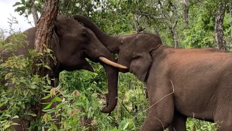 Kerri Tumenne Elephants playing