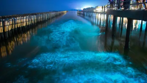 Getty Images Noctiluca glowing in bay
