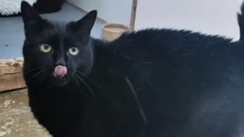 Cats Protection Colin the cat