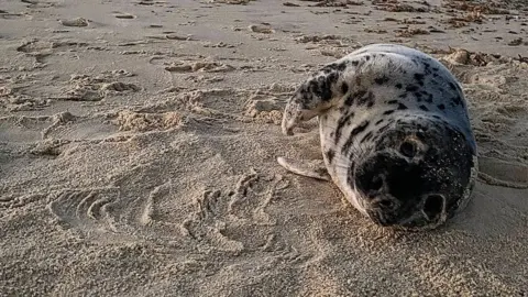 Prof Ben Garrod seal